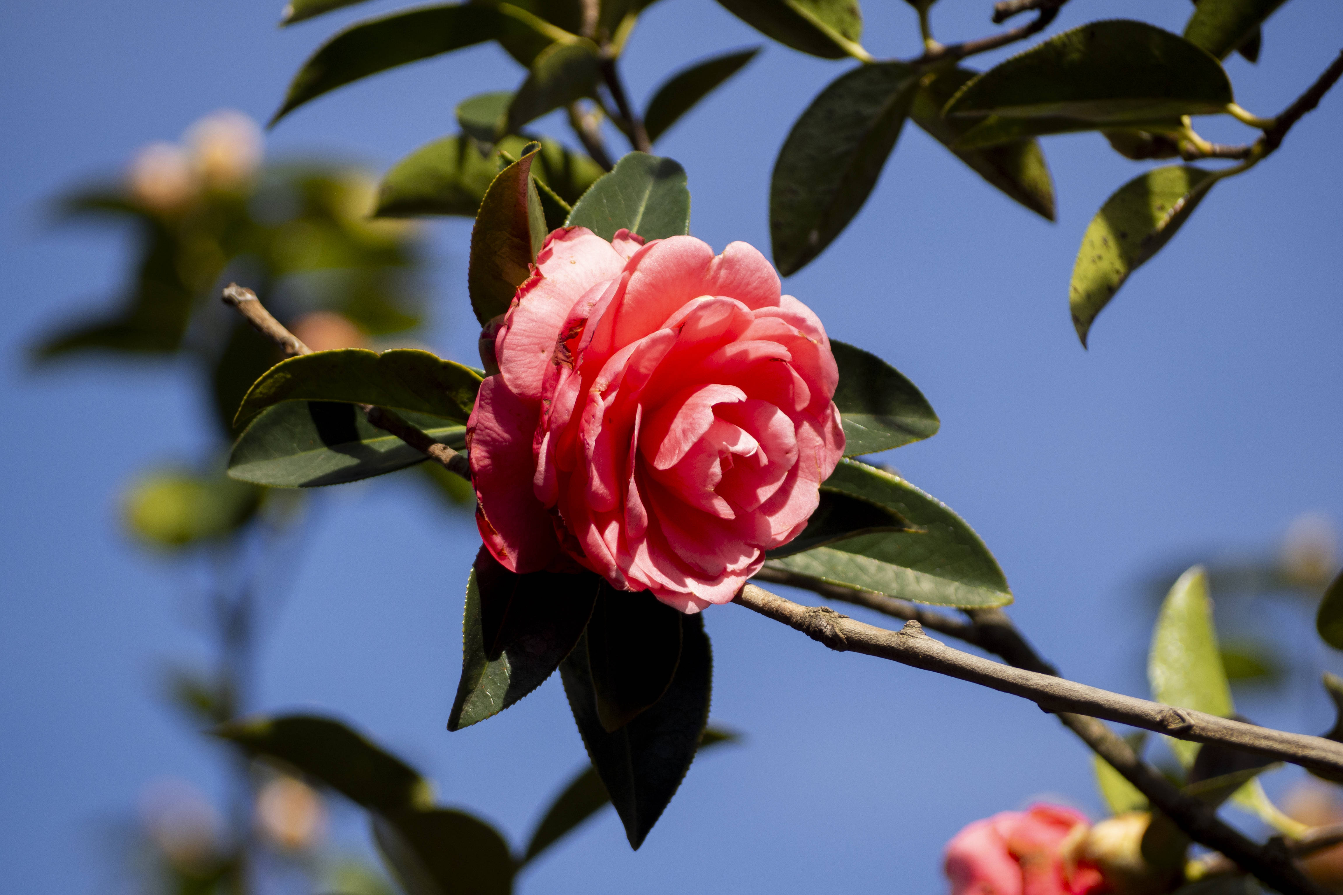 山茶花怒放