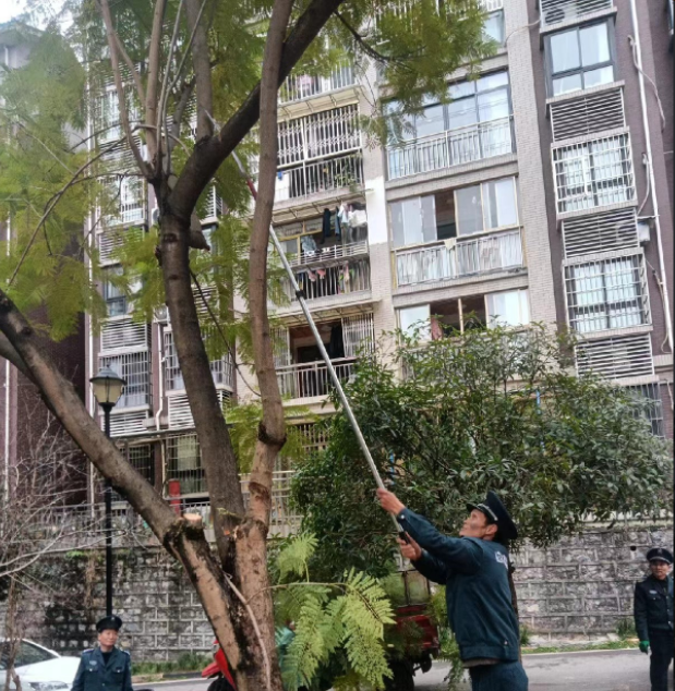 万盛南桐花园A区修剪树枝-搜狐大视野-搜狐新闻