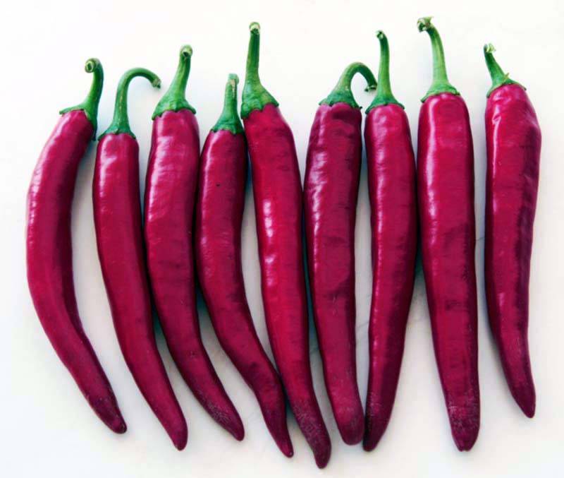 赛金塔辣椒干鲜两用色素浆果类辣椒种子_品种_商品性_速冻