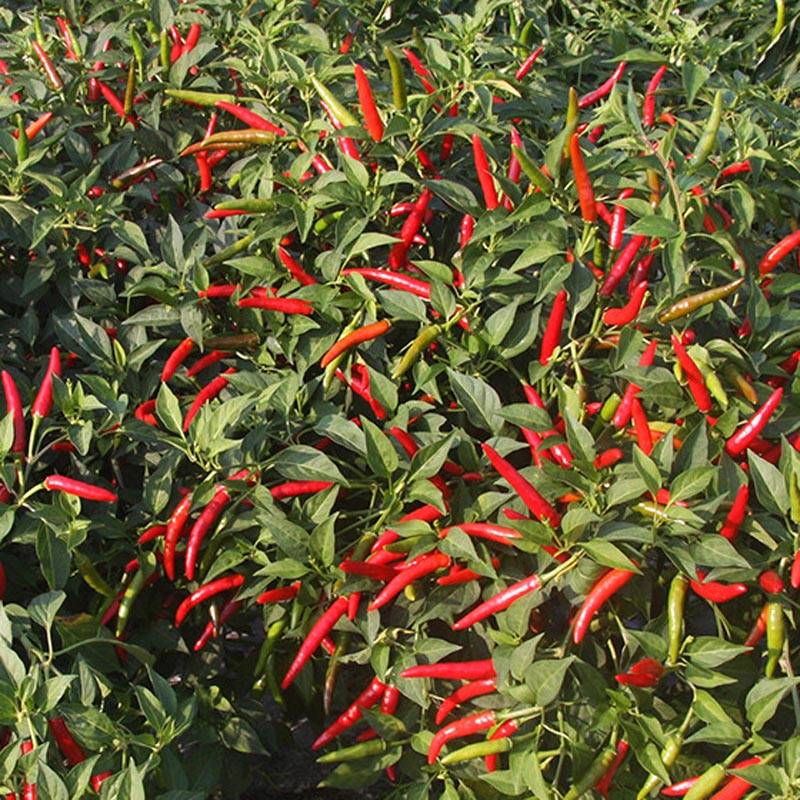 同乐大艳红朝天椒种子果大高产_种植_栽培_品种