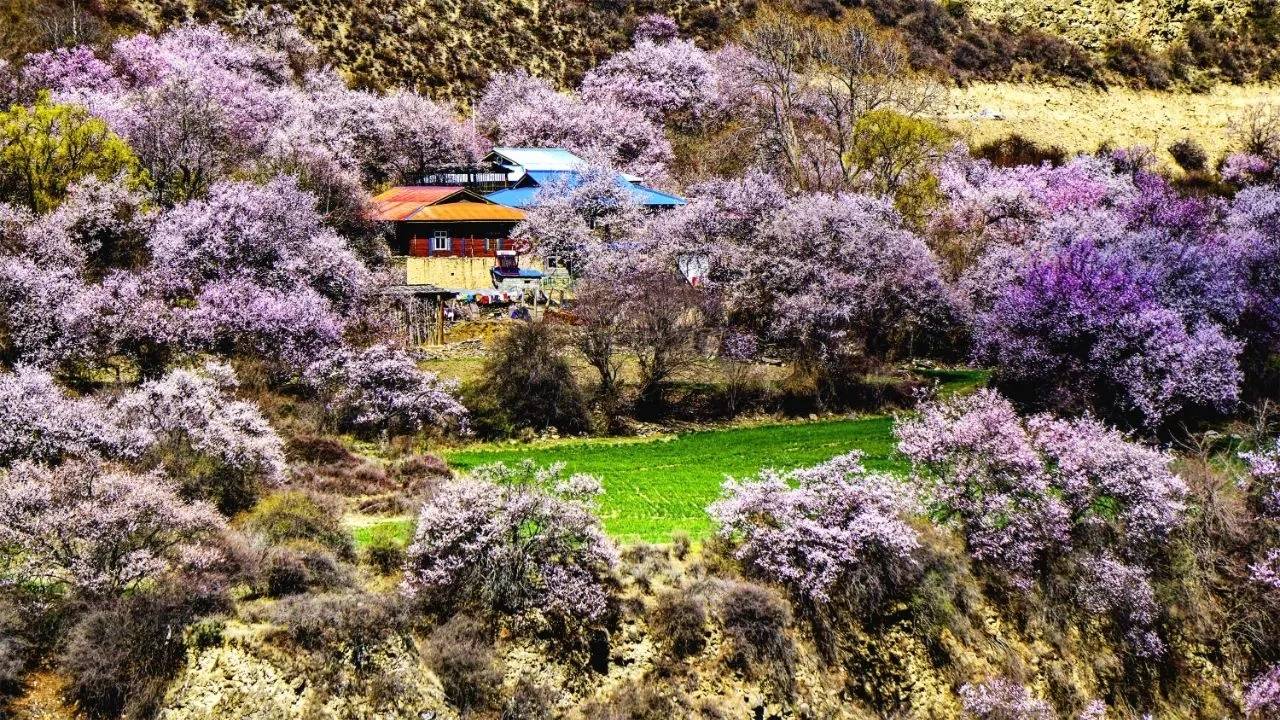 林芝最佳旅游季节图片