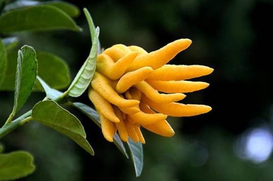 佛手(芸香科柑橘属植物)_栽培_地区_热带