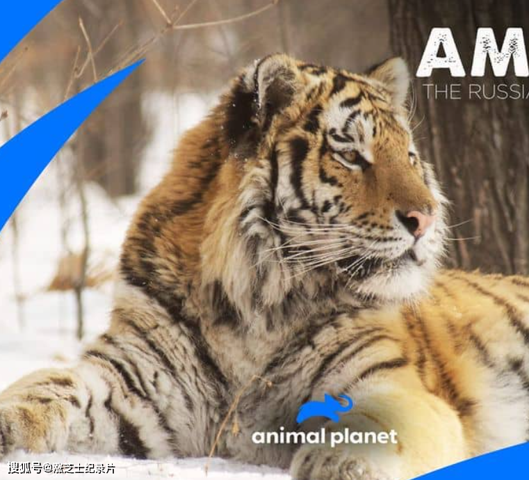 10359-动物星球《安巴：俄罗斯之虎 Amba: The Russian Tiger》1080P/MKV/2.46G 俄罗斯老虎