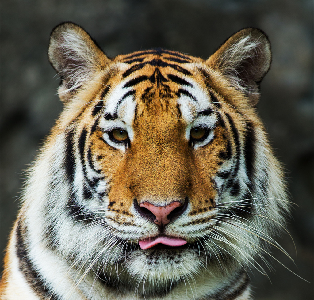 鼠儿们天生聪慧,头脑灵活,总能在问题出现时迅速找到解决办法.