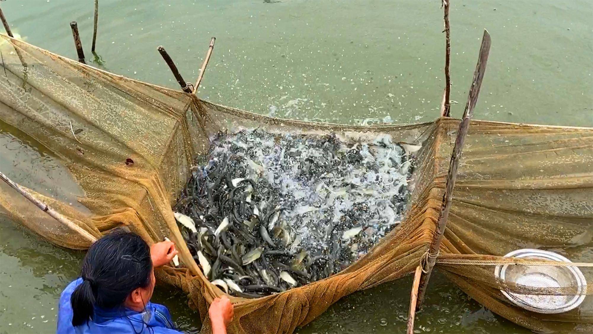 这样做最有效!_进行_药物_池塘