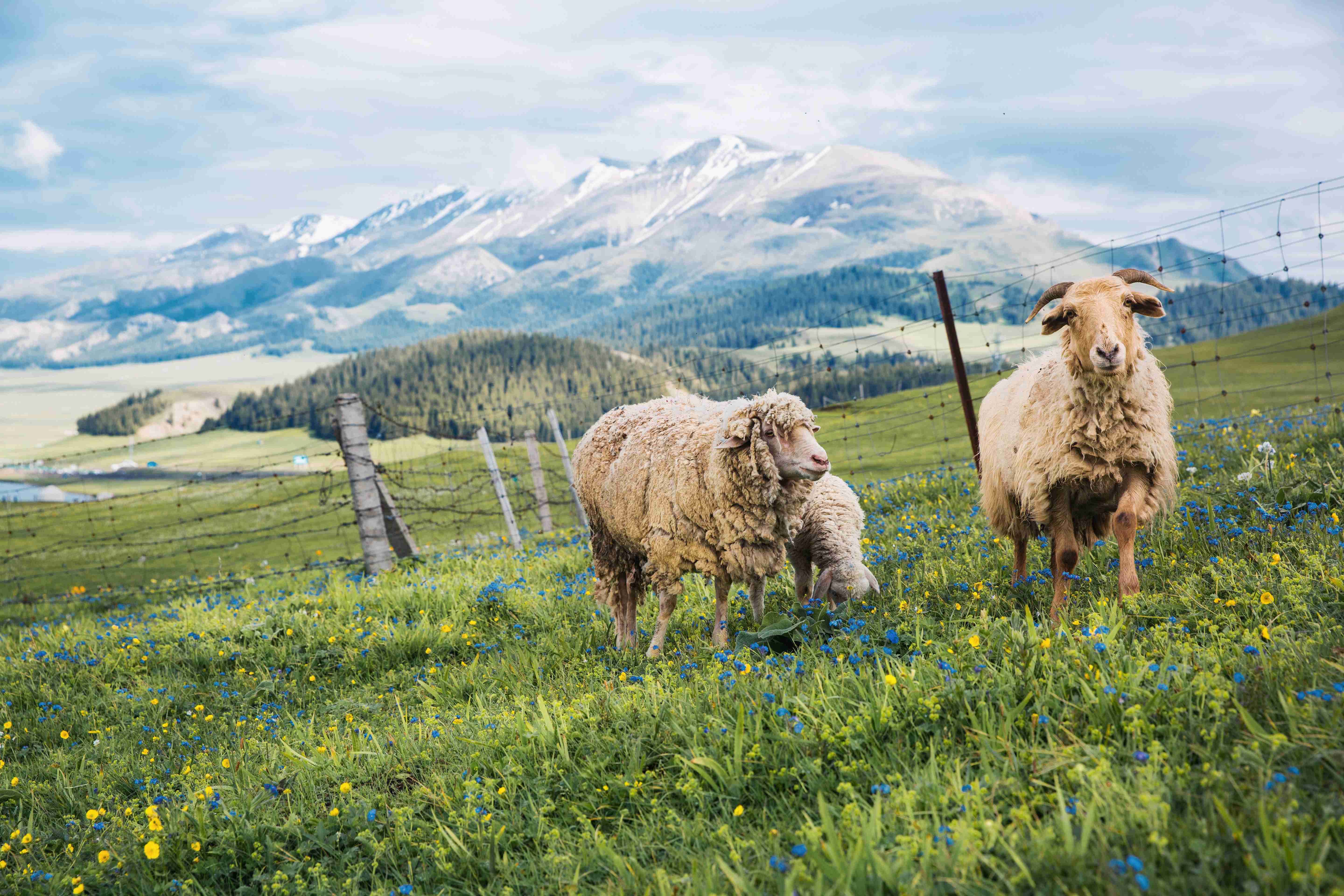 羊大师解析羊奶的喝法,都有什么讲究?_补充_营养_食物