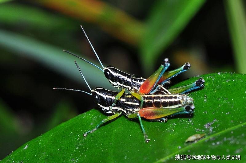 网翅扮桃蝗(学名:paratoacris reticulipennis)是稻蝗亚科扮桃蝗属的