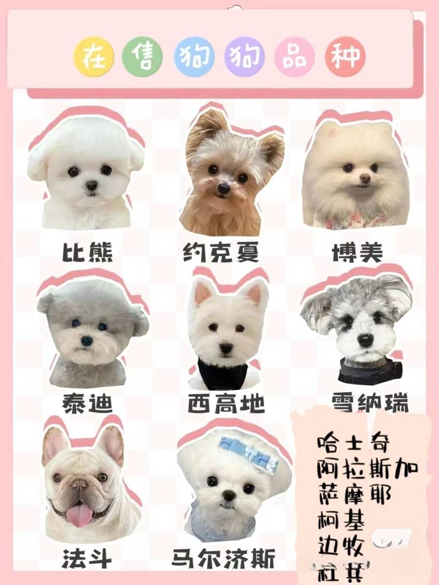 约克夏,马尔济斯,西高地,马尔泰,柯基,柴犬,边牧,金毛,拉布拉多,巴哥