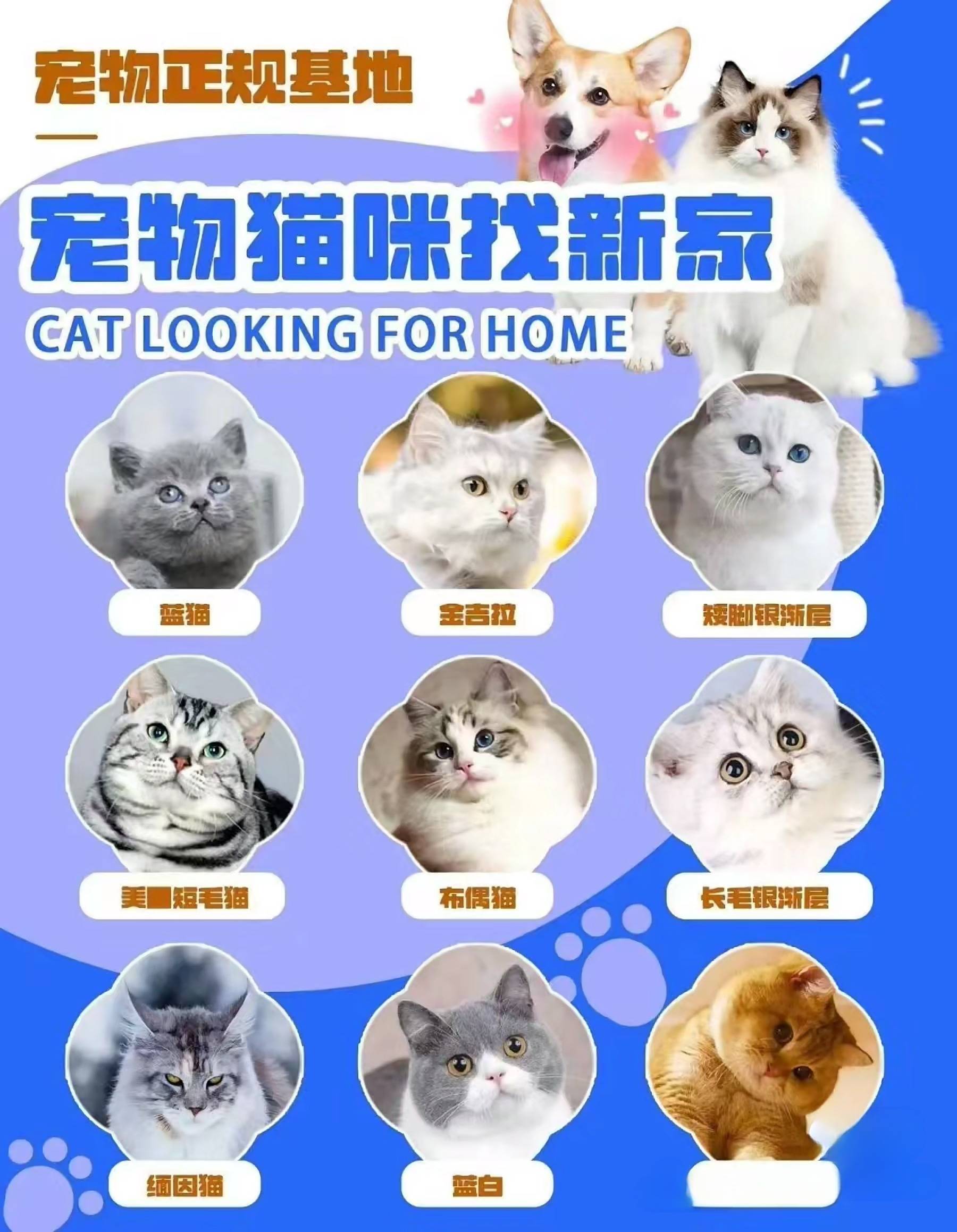 宠物猫有哪些品种图片