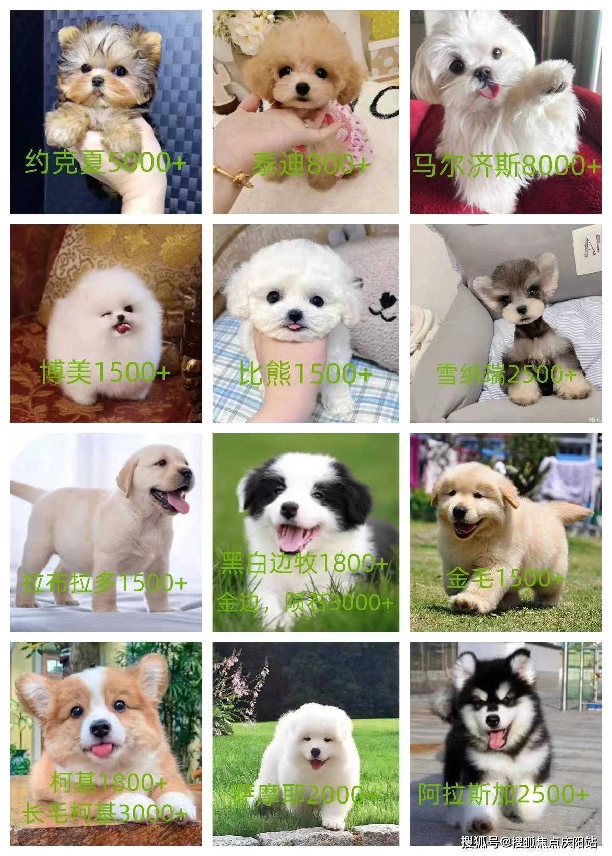 狗狗品种繁多,马尔济斯,约克夏,马尔泰,博美,比熊,泰迪,法斗,柯基