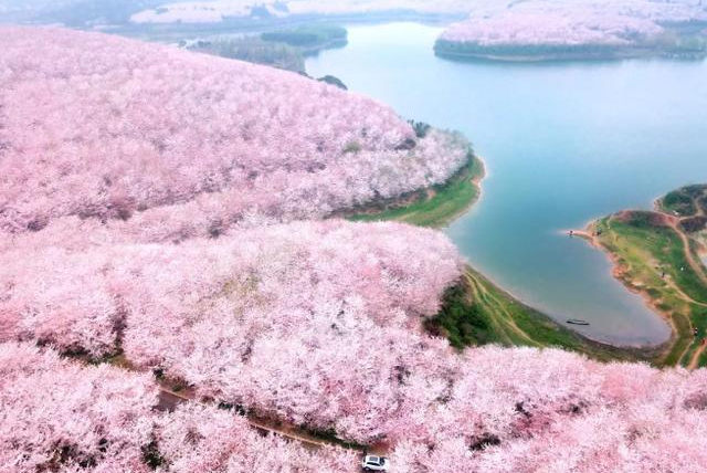 贵州平坝樱花自由行攻略,贵州平坝樱花绝美花开成海, 超全攻略纯干货