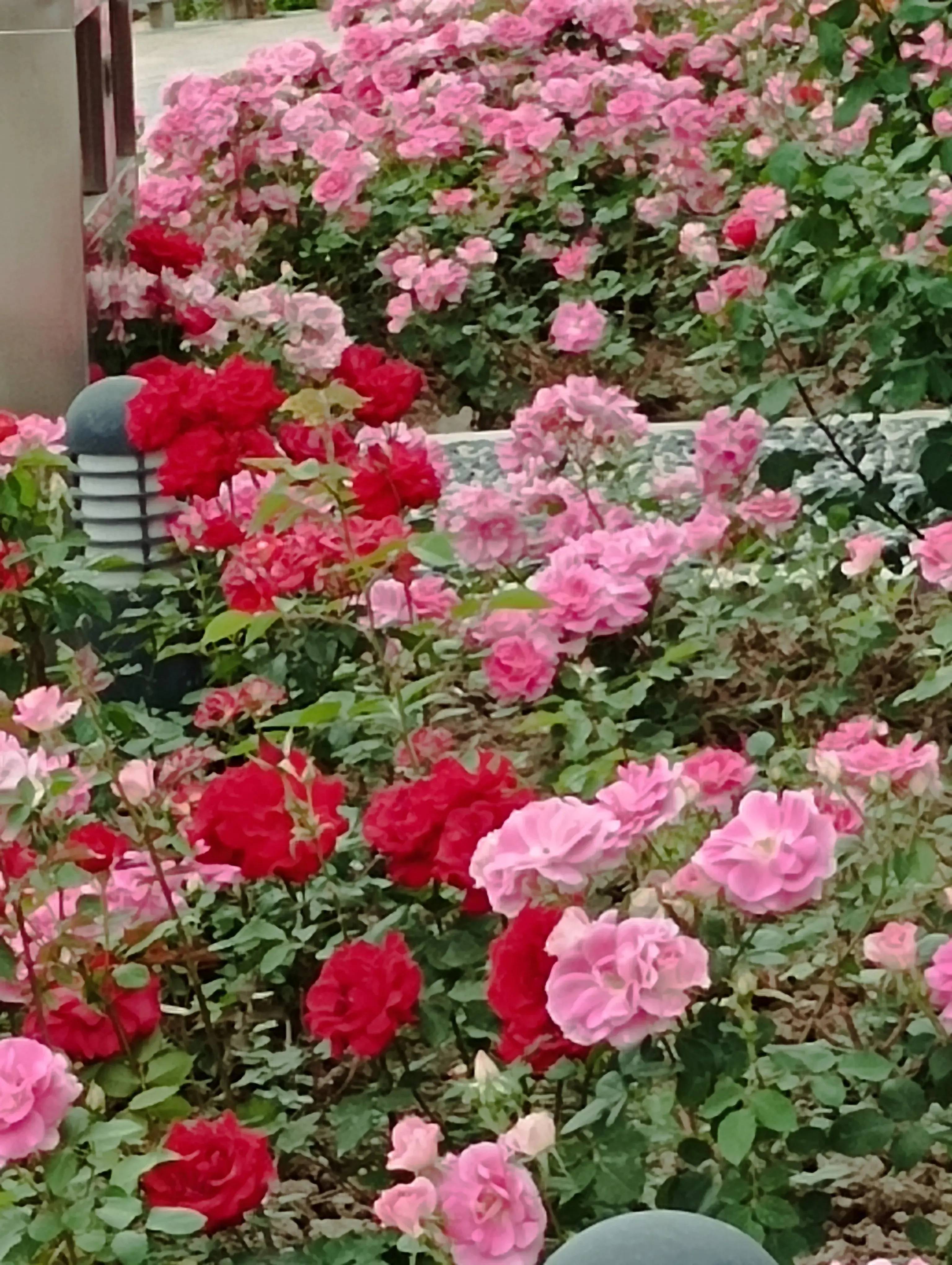 烧纸时火苗朝你飘是逝去的亲人在抚摸你的脸