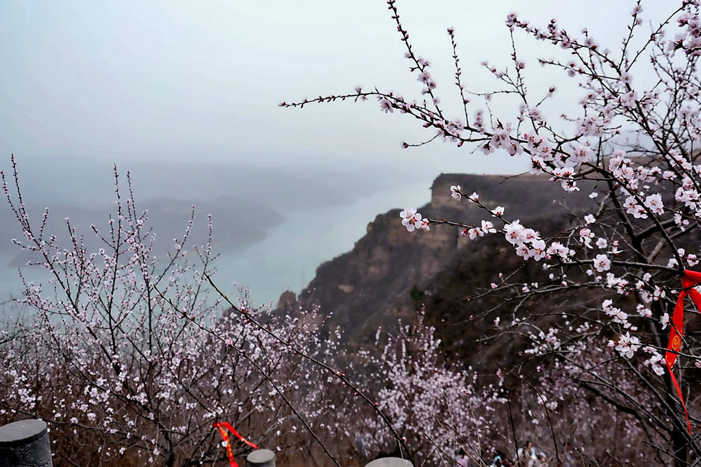 洛阳荆紫仙山第十届黄河桃花文化旅游节盛大开幕!_游客_新安_景区