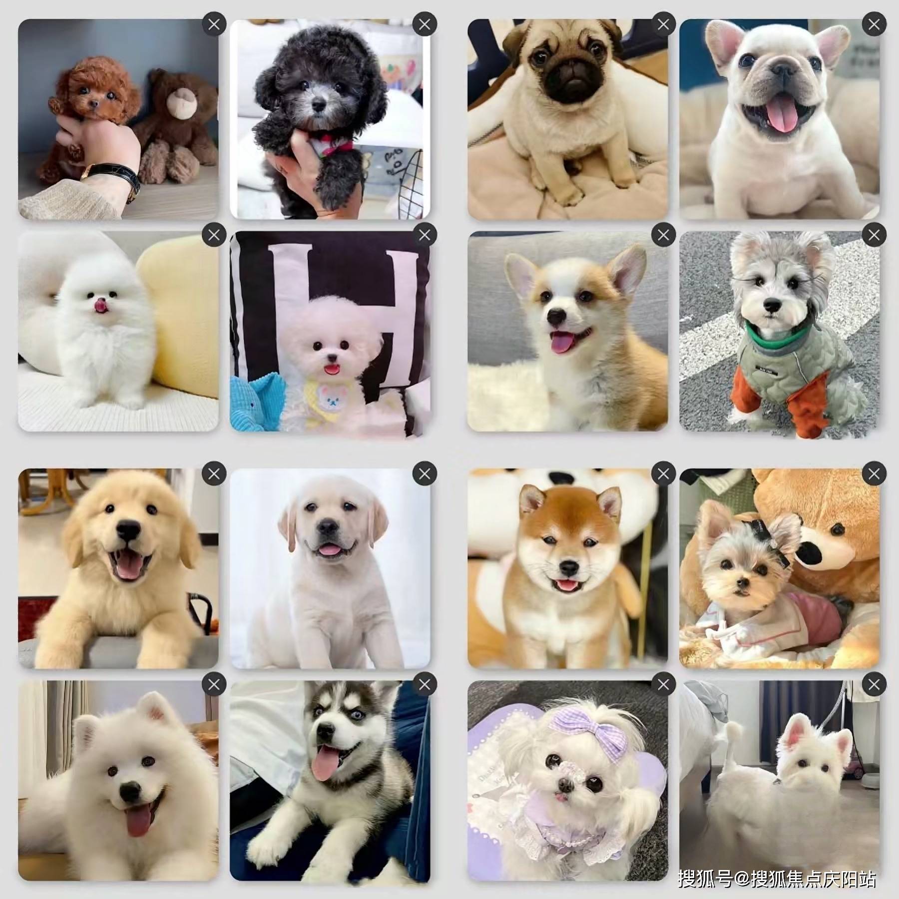 成都萨摩耶什么价格这里安全可靠还能实体店挑选宠物