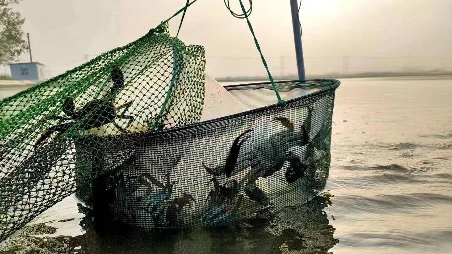 螃蟹塘高温天可否使用有机肥?速看