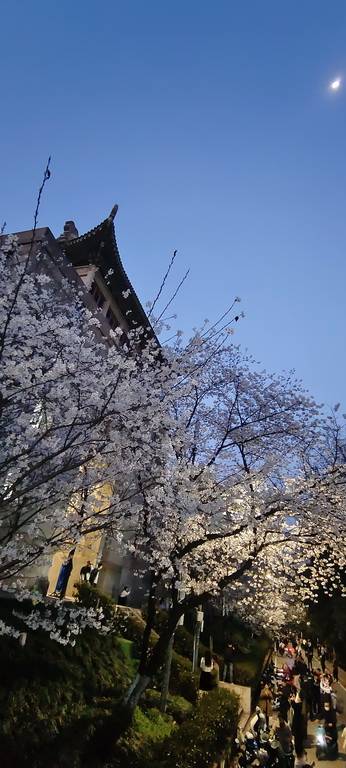 武汉大学樱花大爷 康强武汉_专业_沦陷_武昌