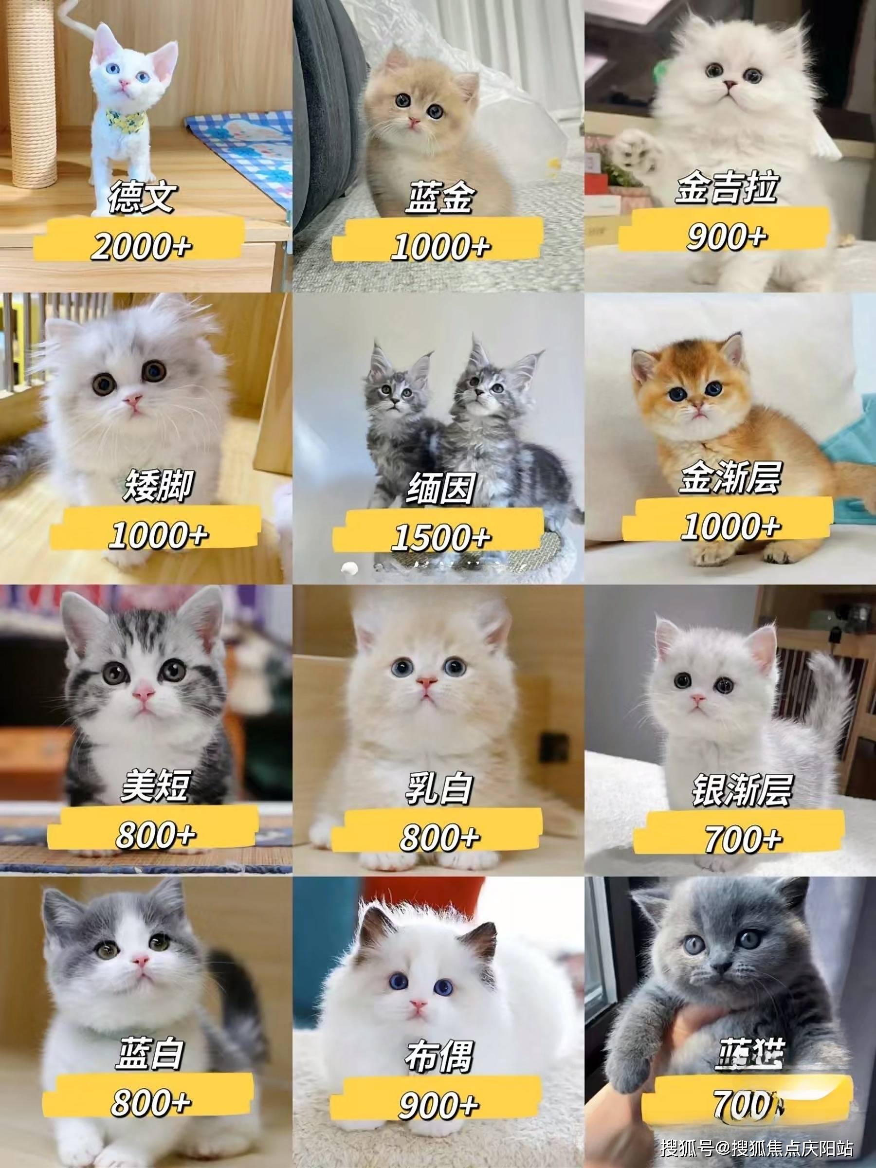 广州买比熊犬哪里便宜广州买比熊犬这里安全可靠可实体店挑选宠物