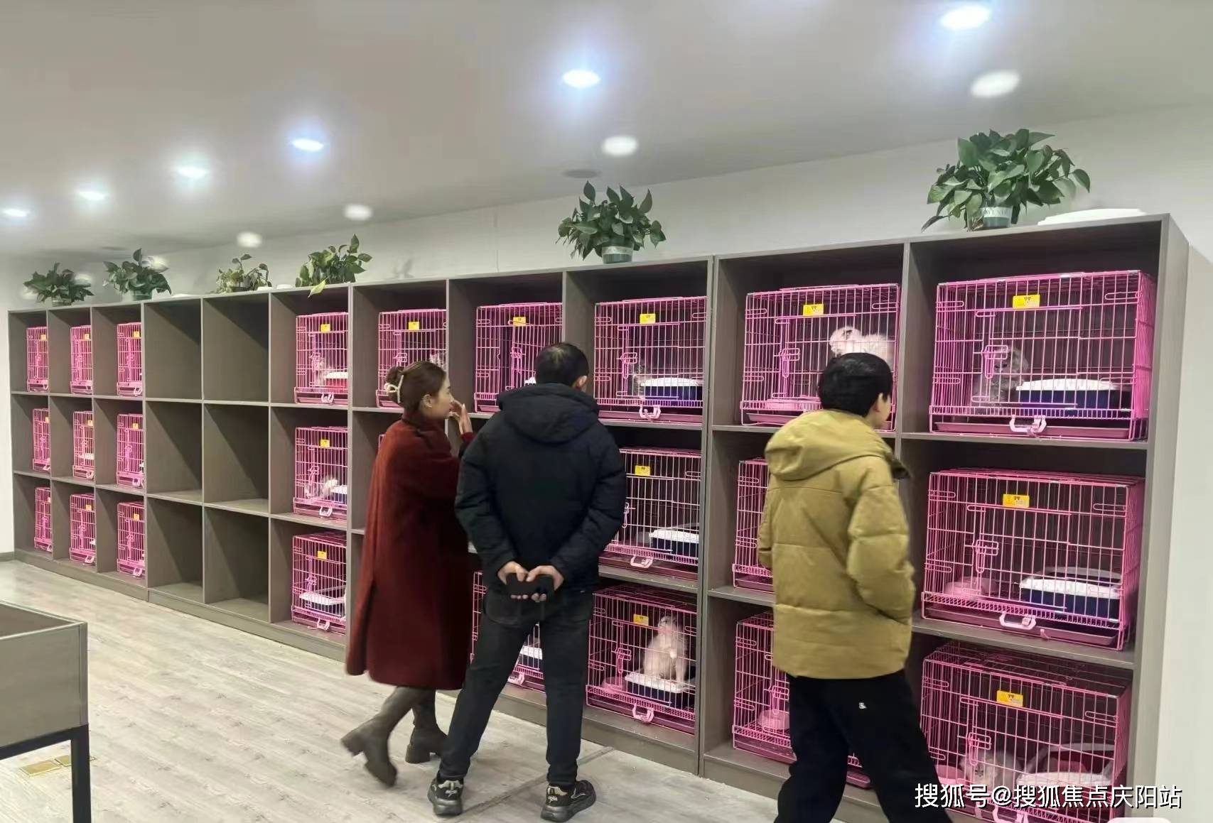 西安买博美在哪里买可靠靠谱西安买博美狗狗这里安全可靠可实体店挑选