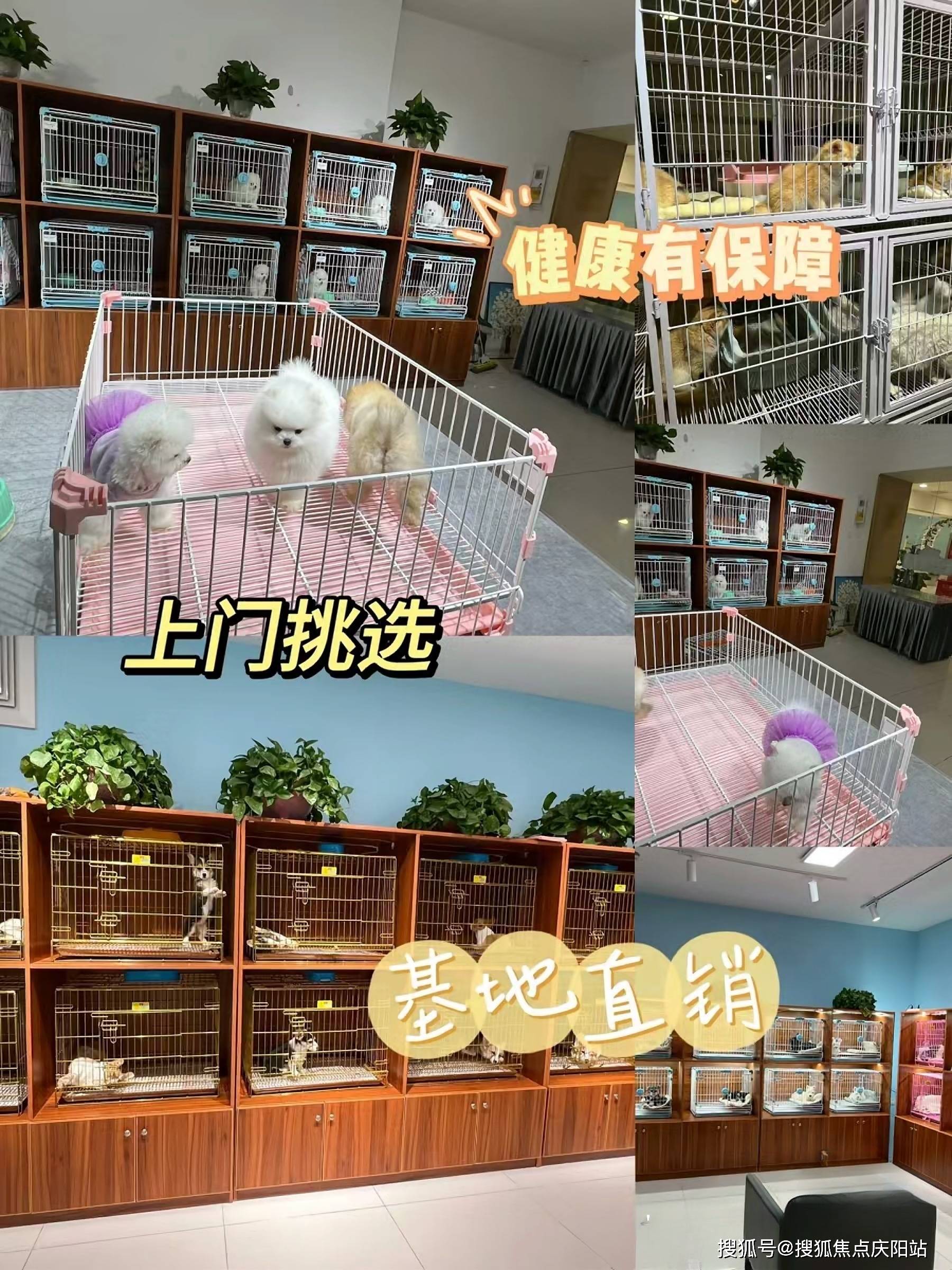 北京买阿拉斯加幼犬最好去哪里买北京买阿拉斯加幼犬这