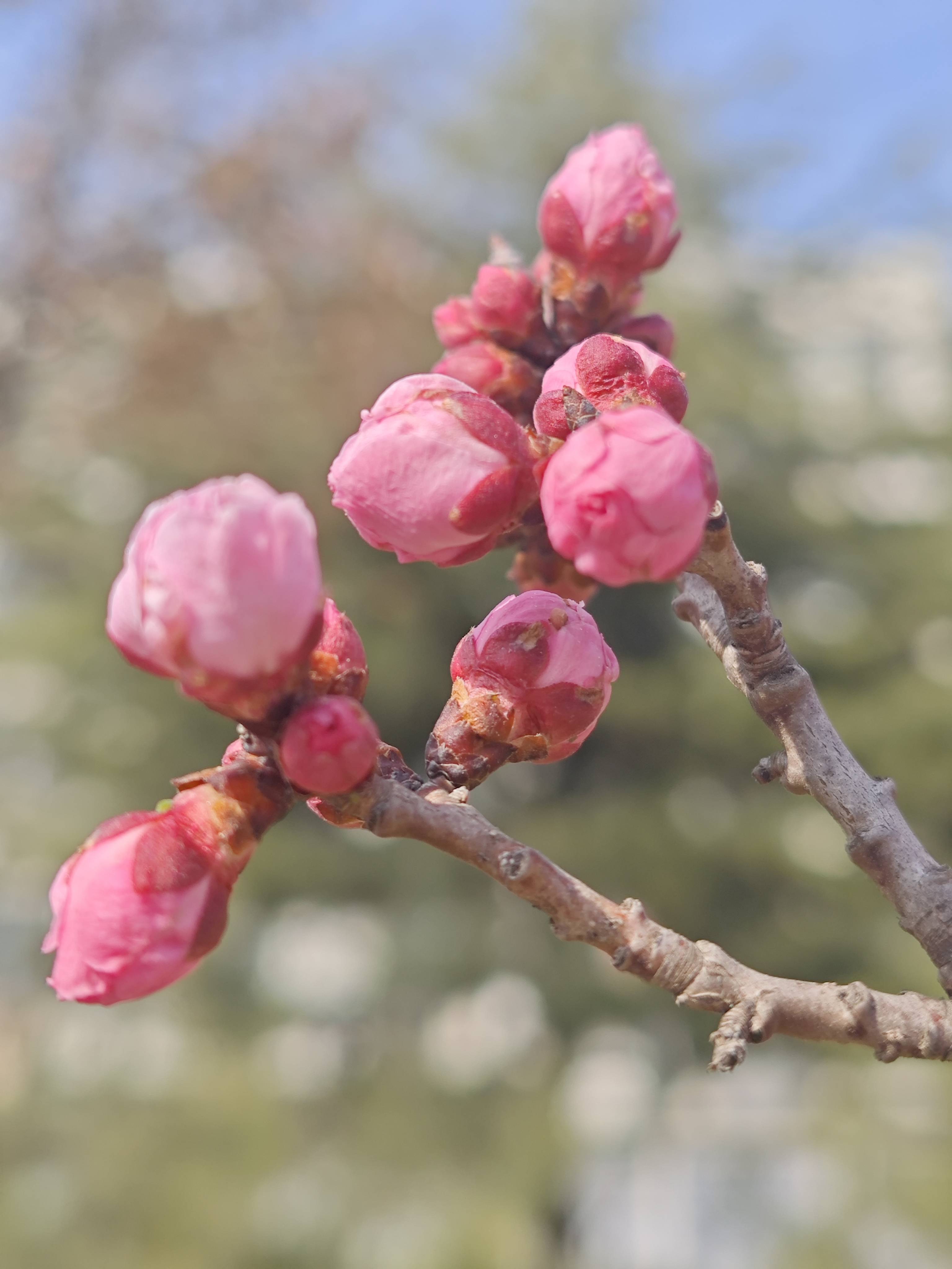 下午在校园独步寻花,办公楼前一树最早开放的粉色玉兰已是落英缤纷