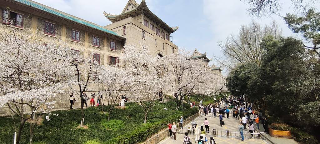 3月22日武汉大学樱花大爷康强