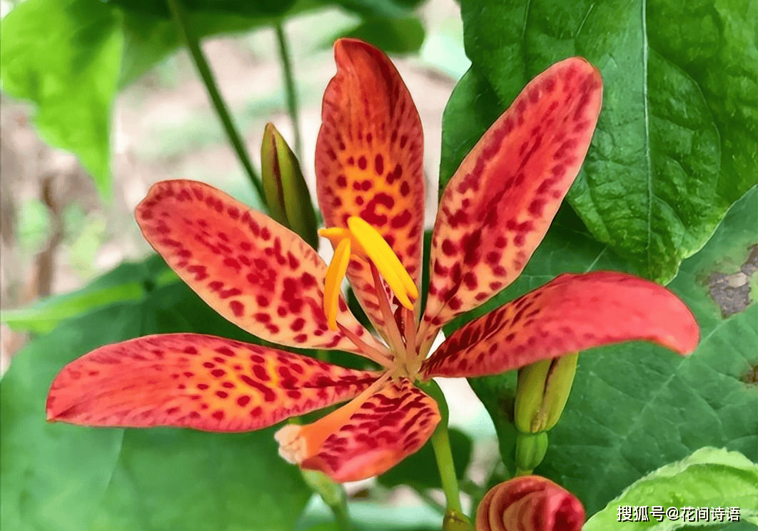 射干橘色的小花上,带着许多斑点,大概样子和卷丹百合相似,不过颜值要
