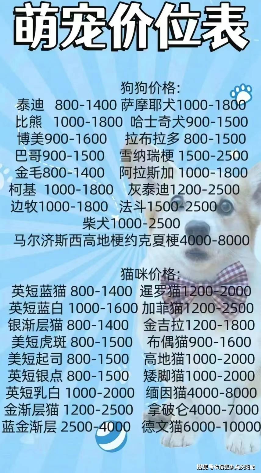 比特犬报价图片