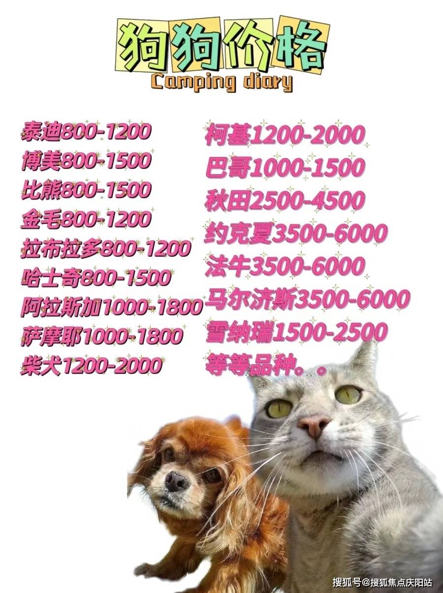 马尔泰,柯基,柴犬,边境牧羊犬,黄金猎犬,拉布拉多,巴哥,法国斗牛犬