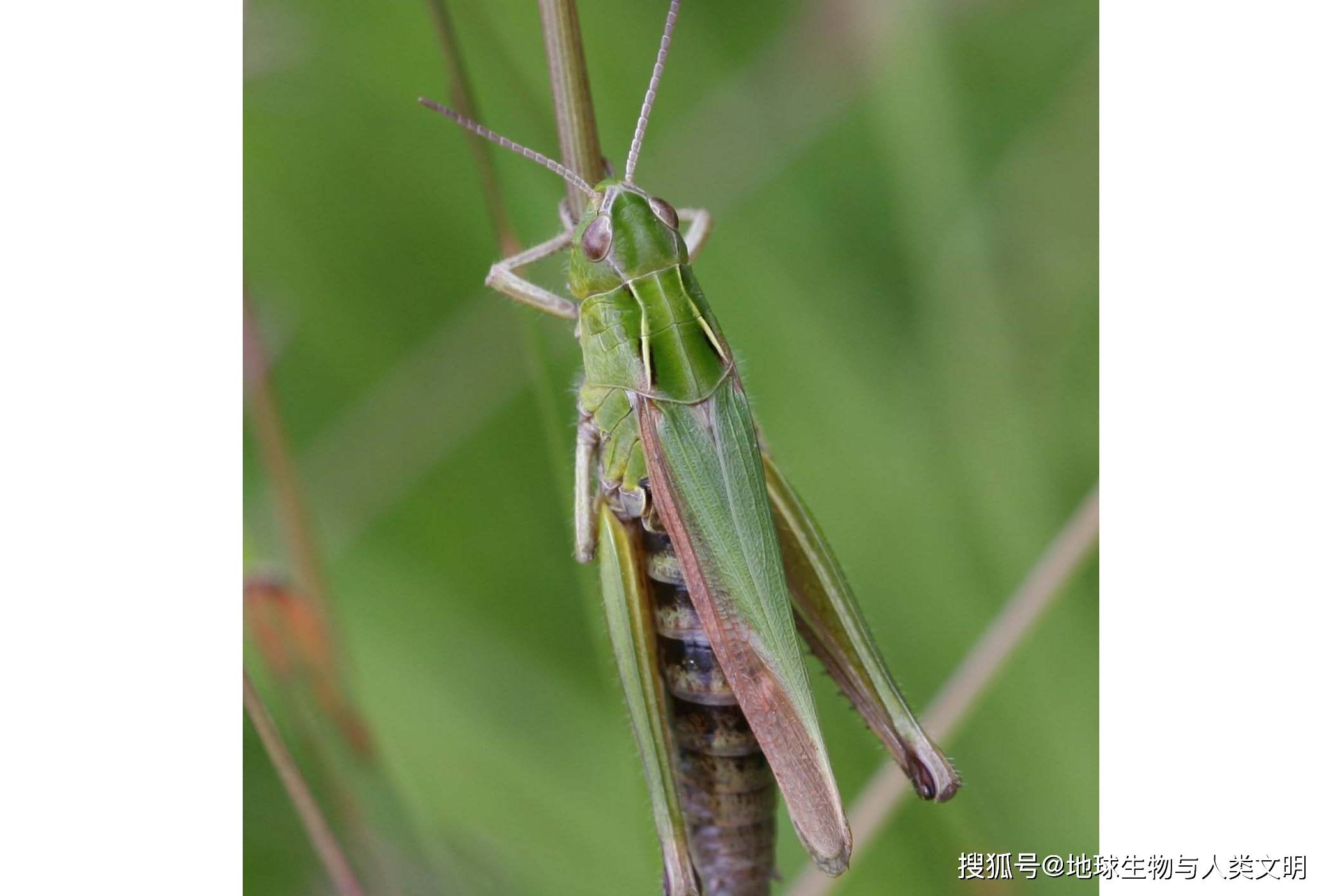 动物界全系列网翅蝗科网翅蝗亚科四牧草蝗