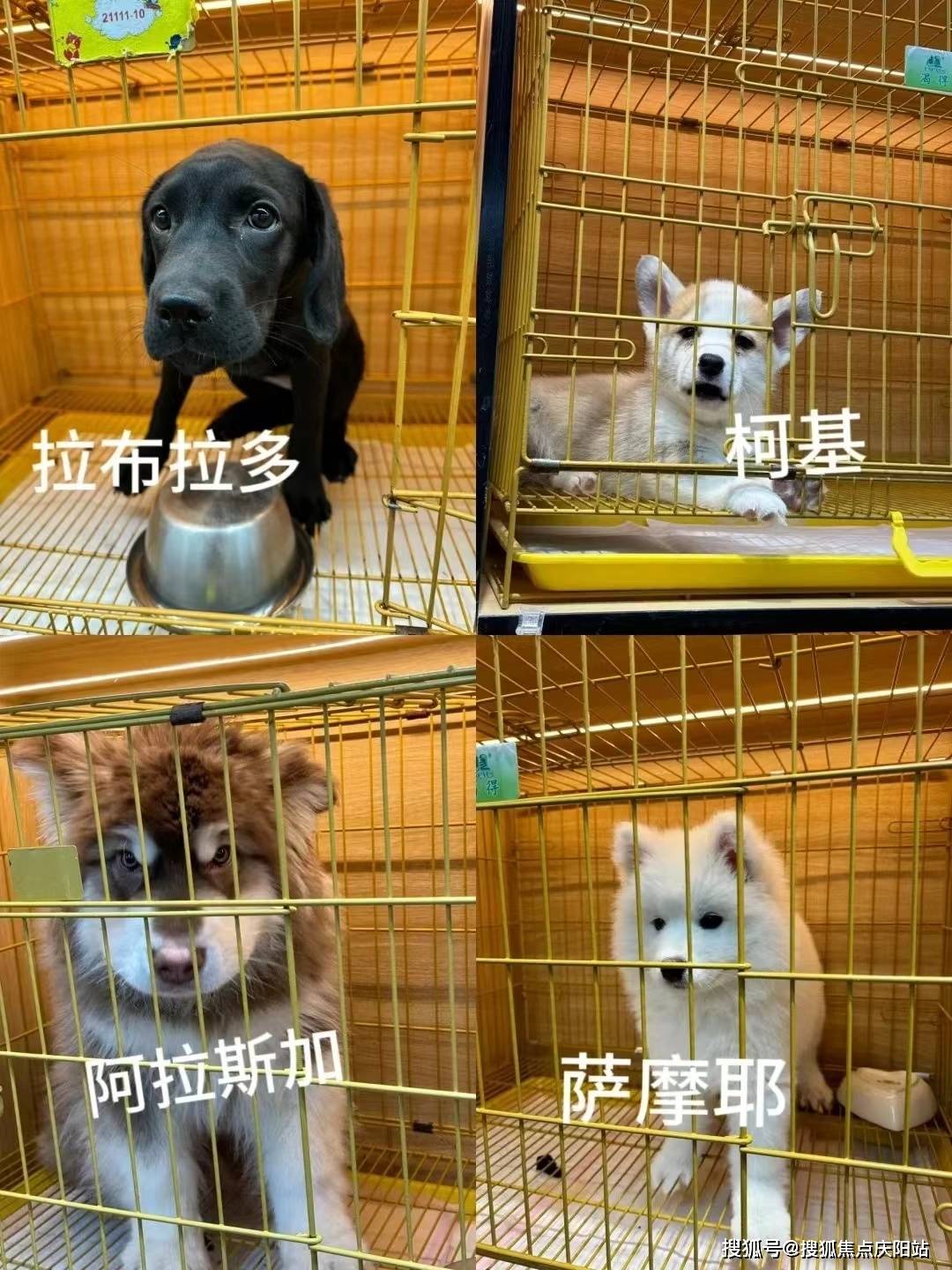 宁波买阿拉斯加首页网站丨哪新舭⒗辜拥牡胤侥