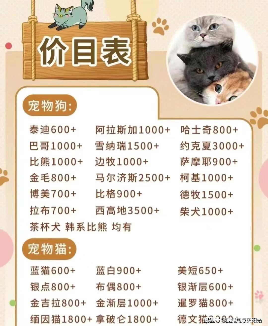 宁波买银渐层首页网站丨银渐层幼猫多少钱一只宁波银渐层幼猫多少钱