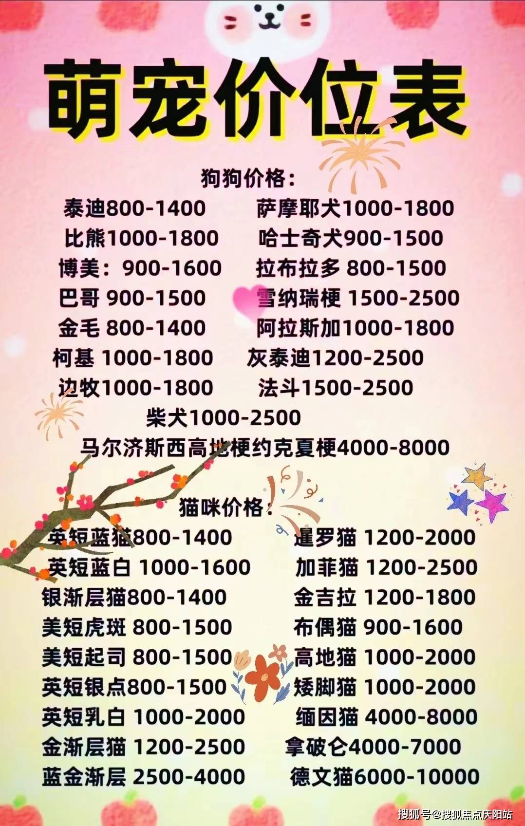 宁波买布偶首页网站丨买布偶猫去哪里买宁波买布偶猫去哪里买丨买宠物