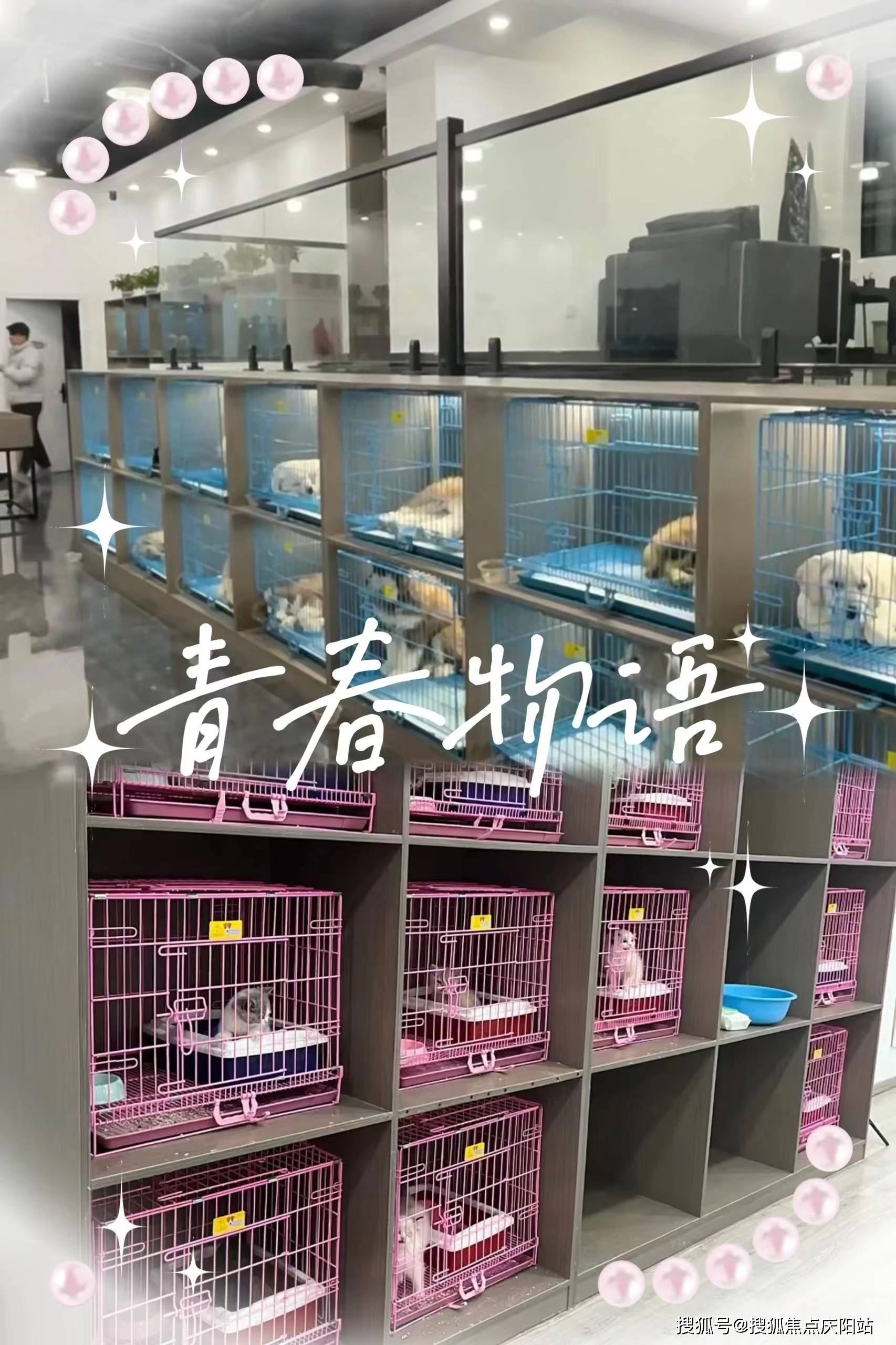 狗狗首页网站丨太原杏花岭区哪里有正规卖拉布拉多狗狗的宠物店