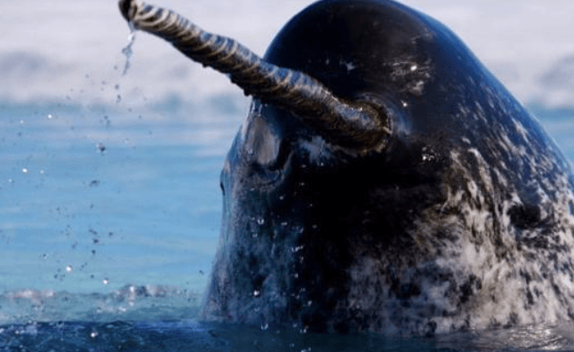 通常情况下,只有雄性独角鲸才会长有长角,并且长角冒出的时间通常为1