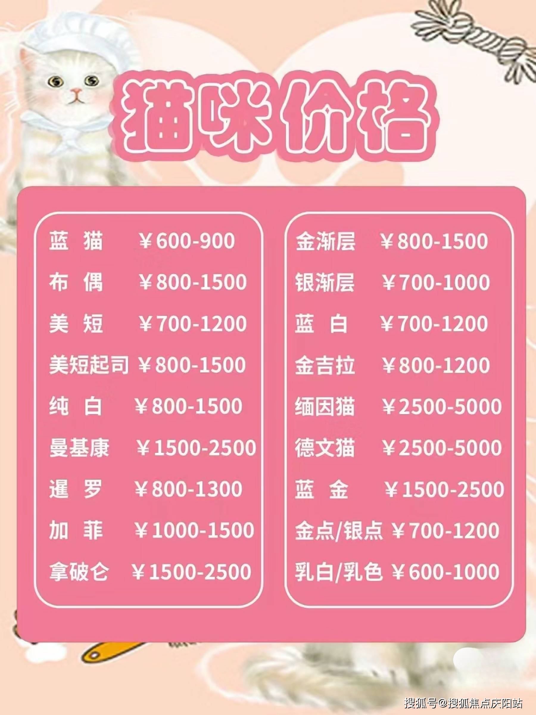 温州买金渐层首页网站温州温州买金渐层最好去哪里买