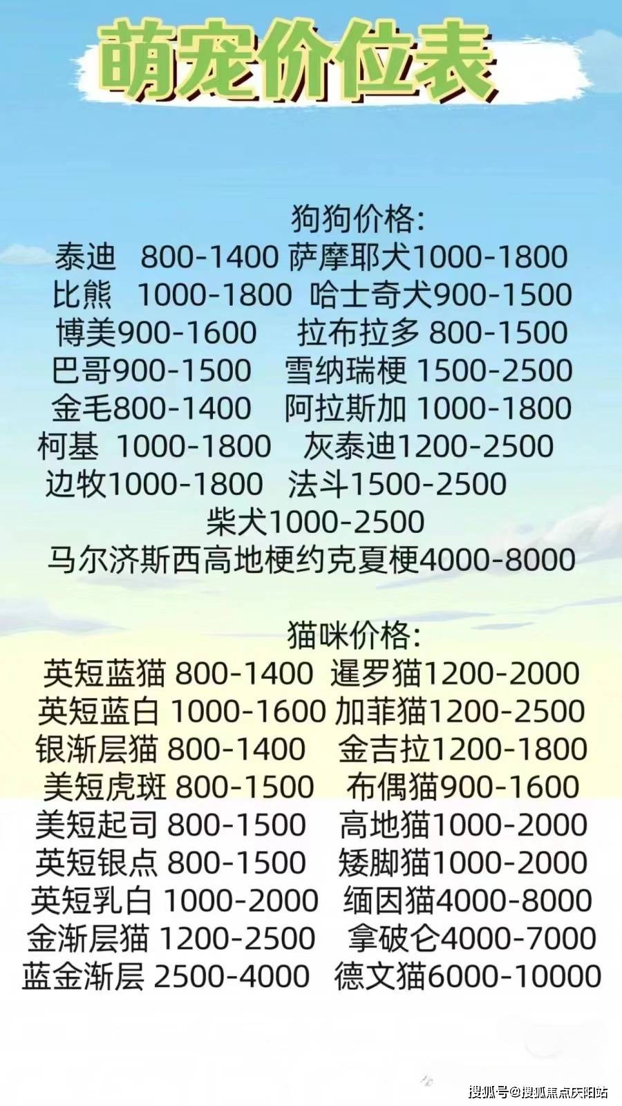 温州买银渐层首页网站温州温州银渐层什么价格丨温州买银渐层去哪里买