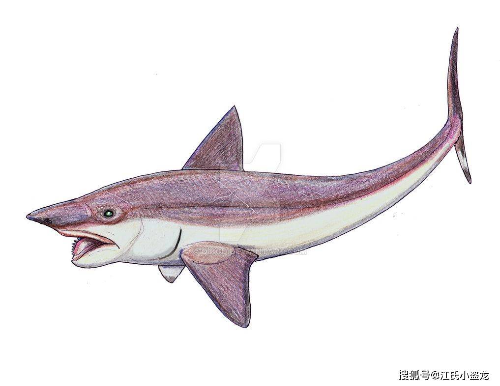 旋齿鲨的简笔画图片