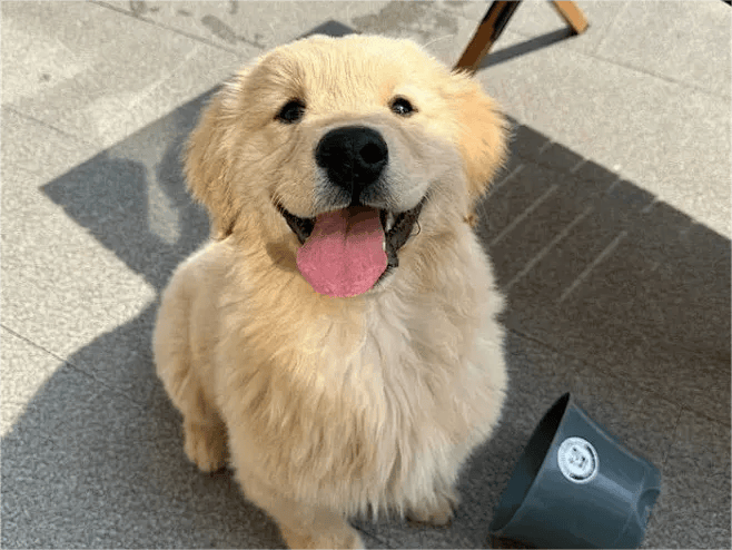 普安特兽药科普走出喂养误区让爱犬更健康