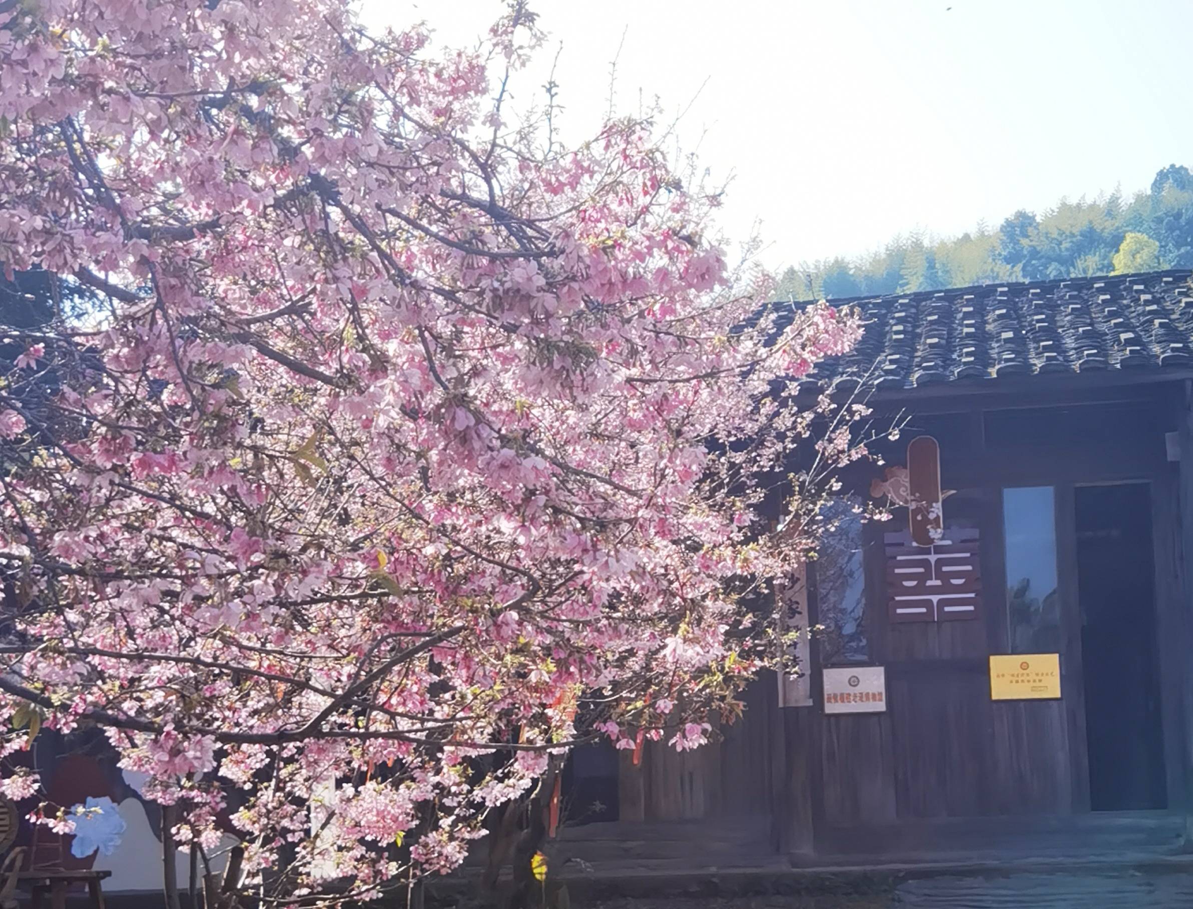 鲜花盛开的村庄