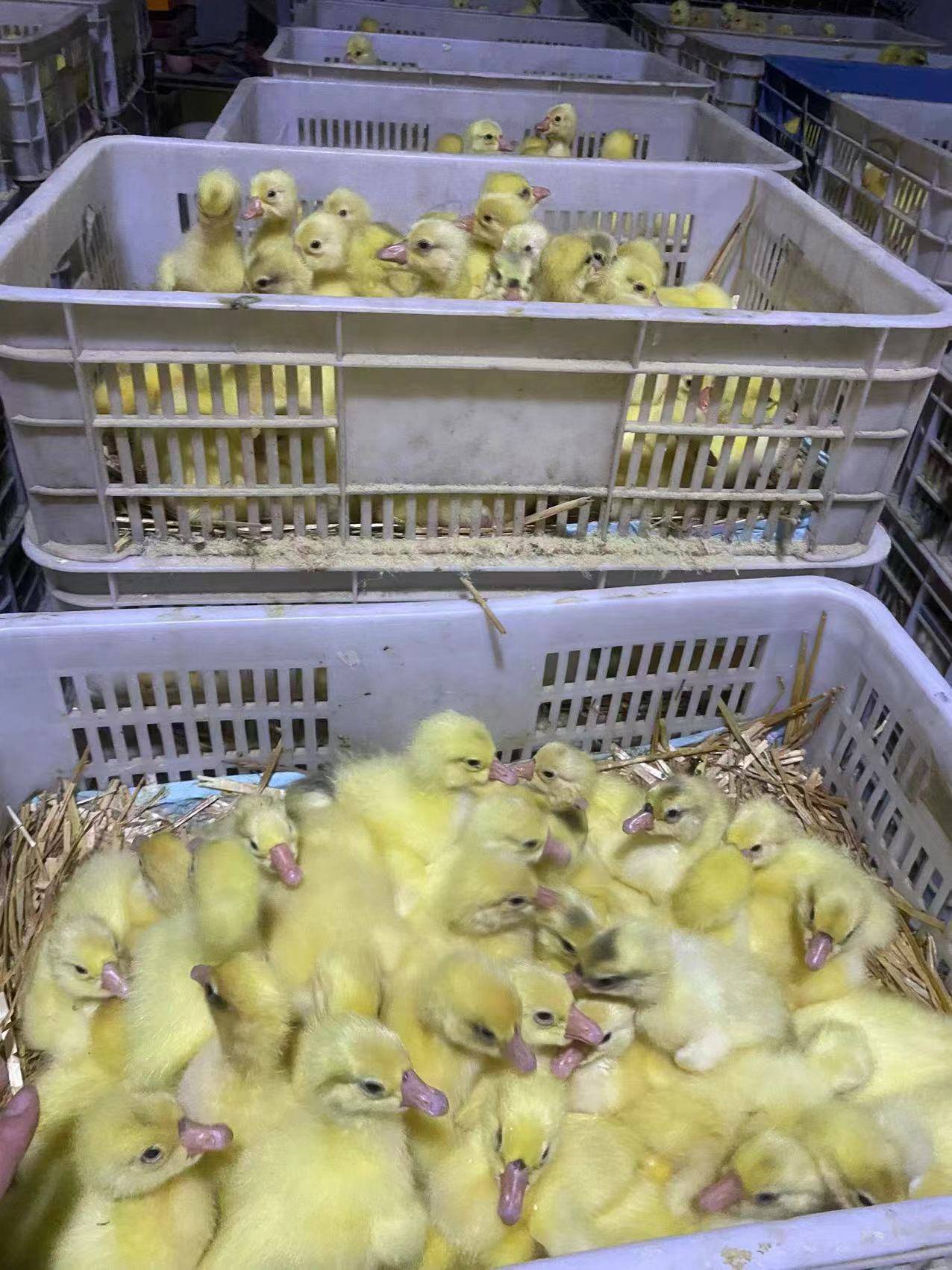 河北立钢鹅苗孵化场品质保证存活率95