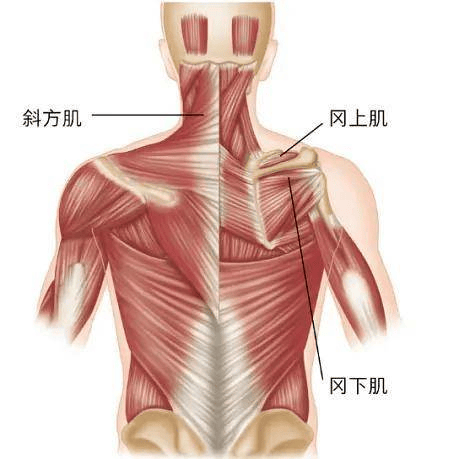 颈部斜方肌位置图图片