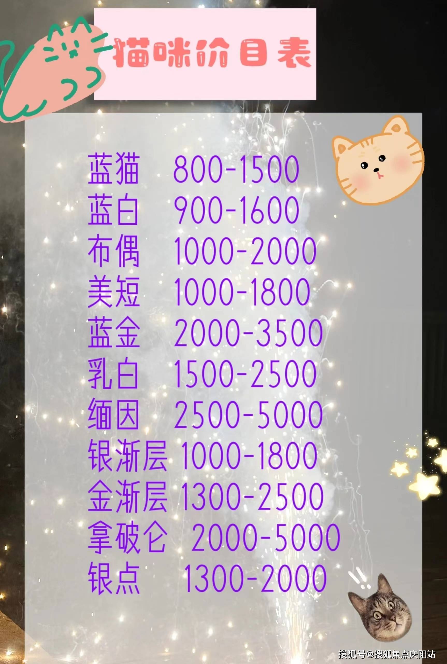 杭州金渐层首页网站杭州哪里有金渐层出售丨哪里有金渐层出售