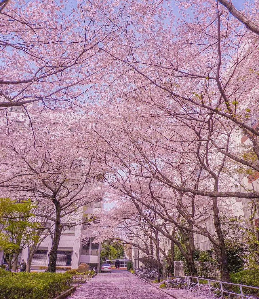 武汉大学樱花雨:武汉大学的樱花有着怎样的历史和文化背景