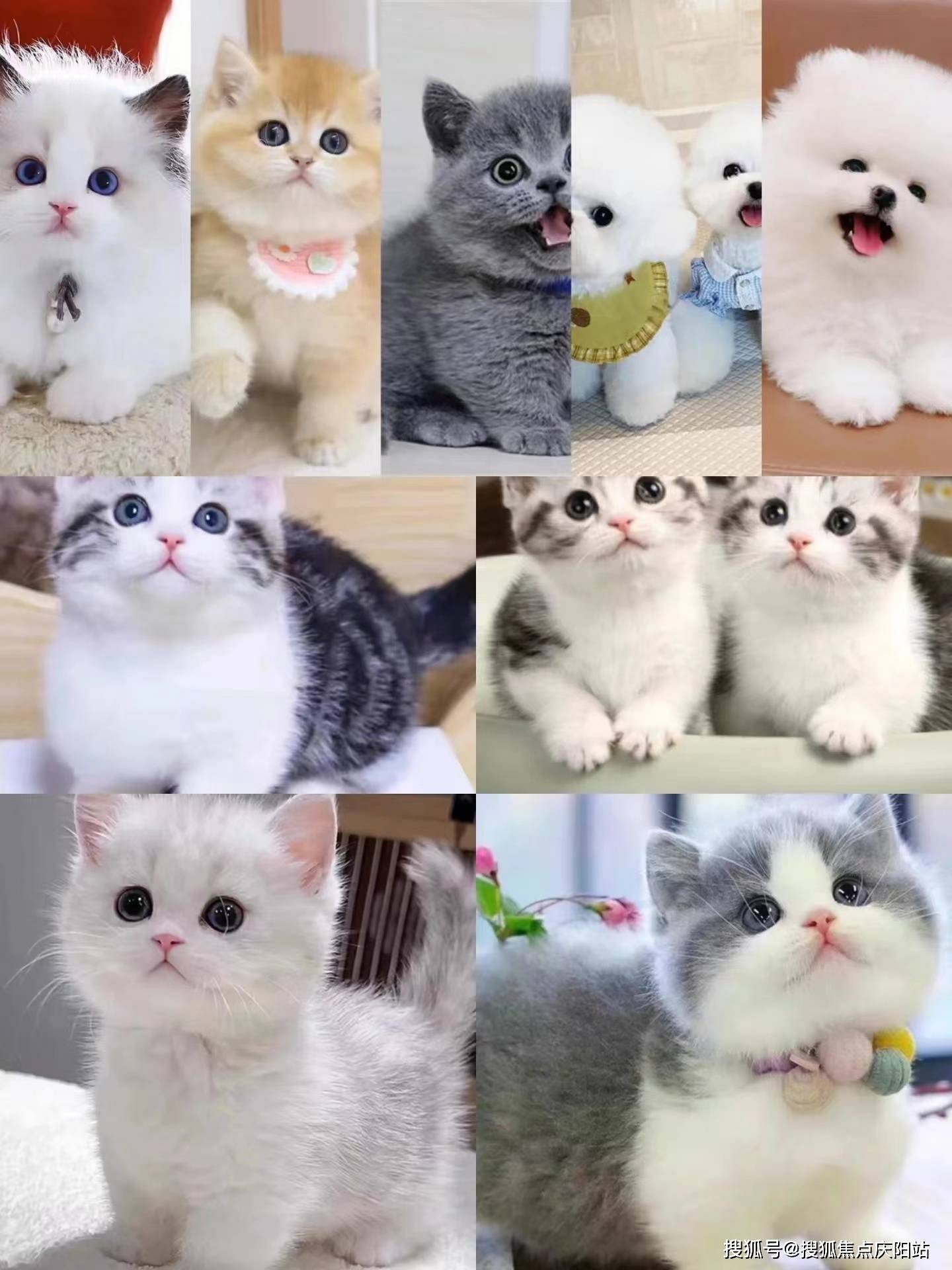 济南买宠物首页网站丨买宠物猫狗哪里比较安全济南买