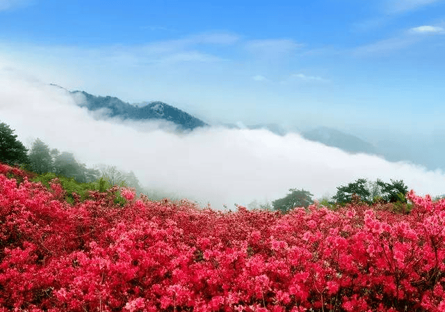 贵州杜鹃花景点图片