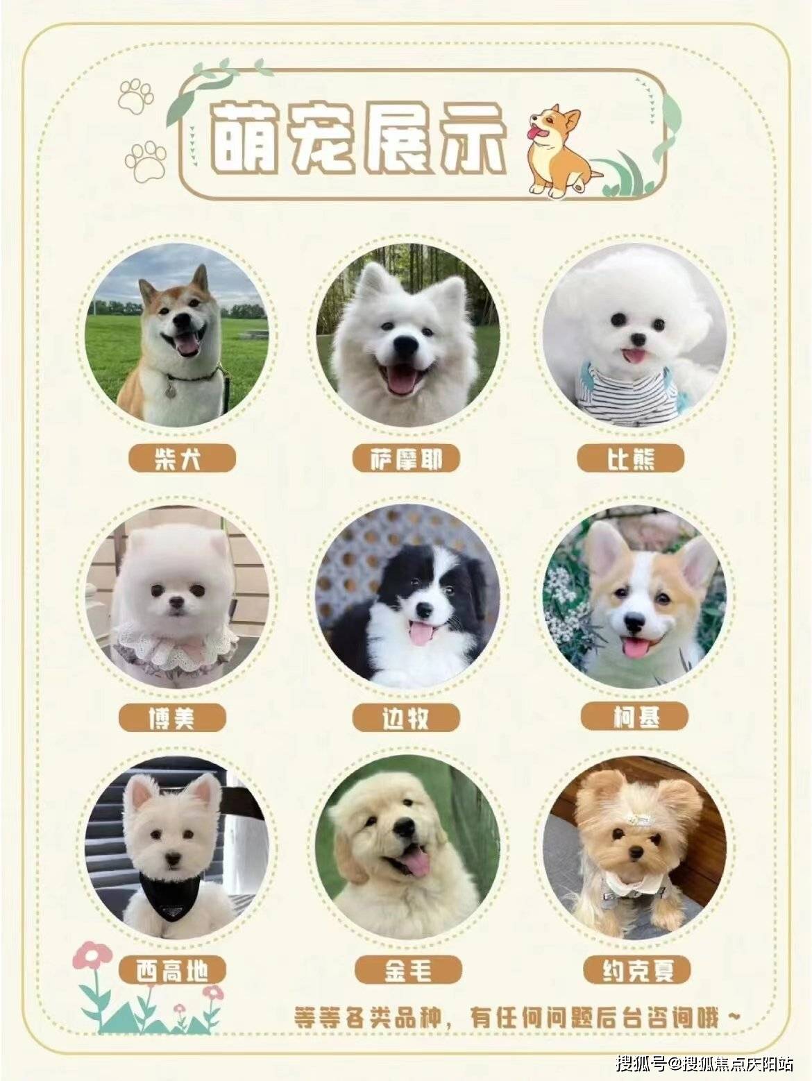 小型犬品种大全售价图片