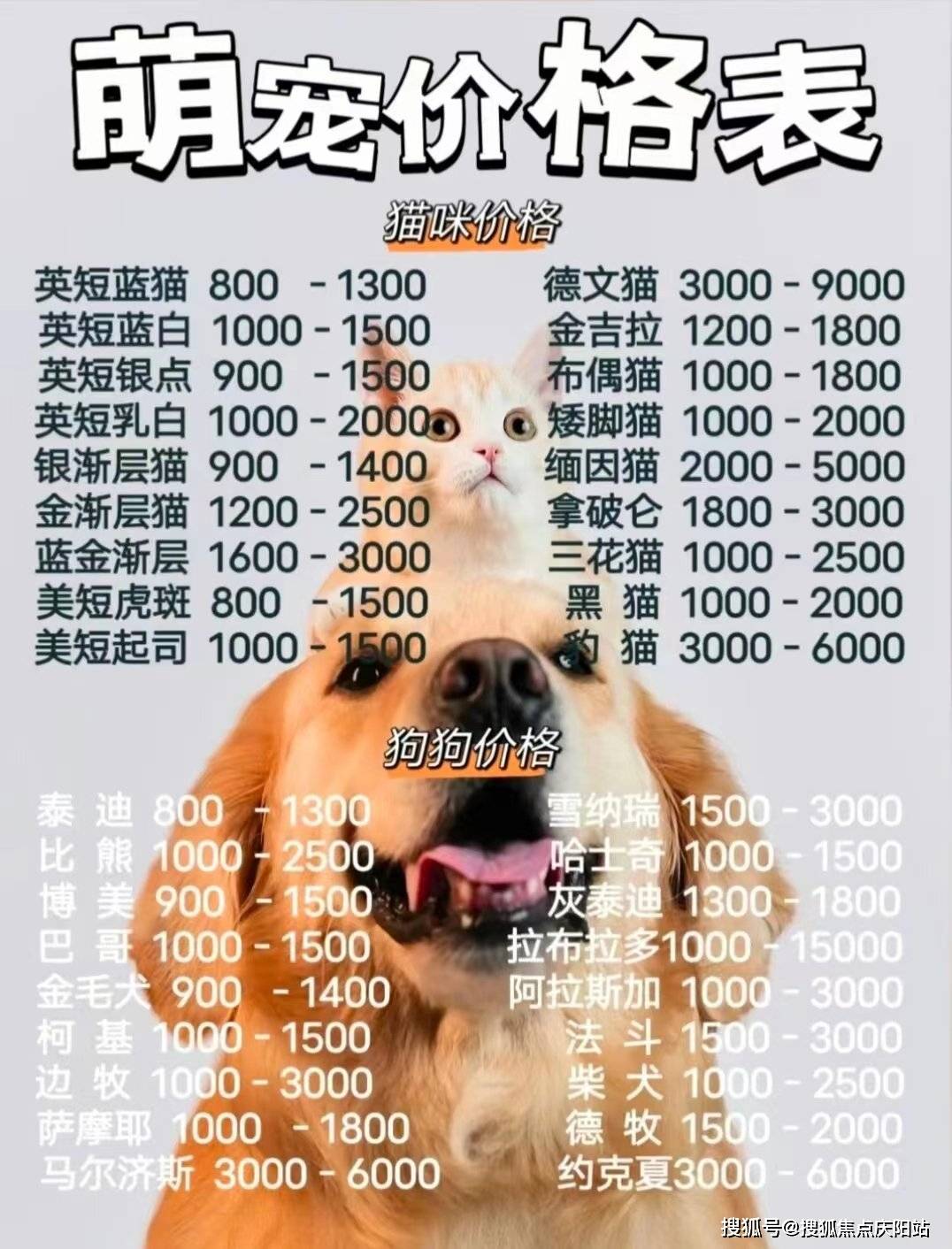 长沙边牧犬首页网站长沙边牧犬多少钱一只买丨边牧犬多少钱一只买
