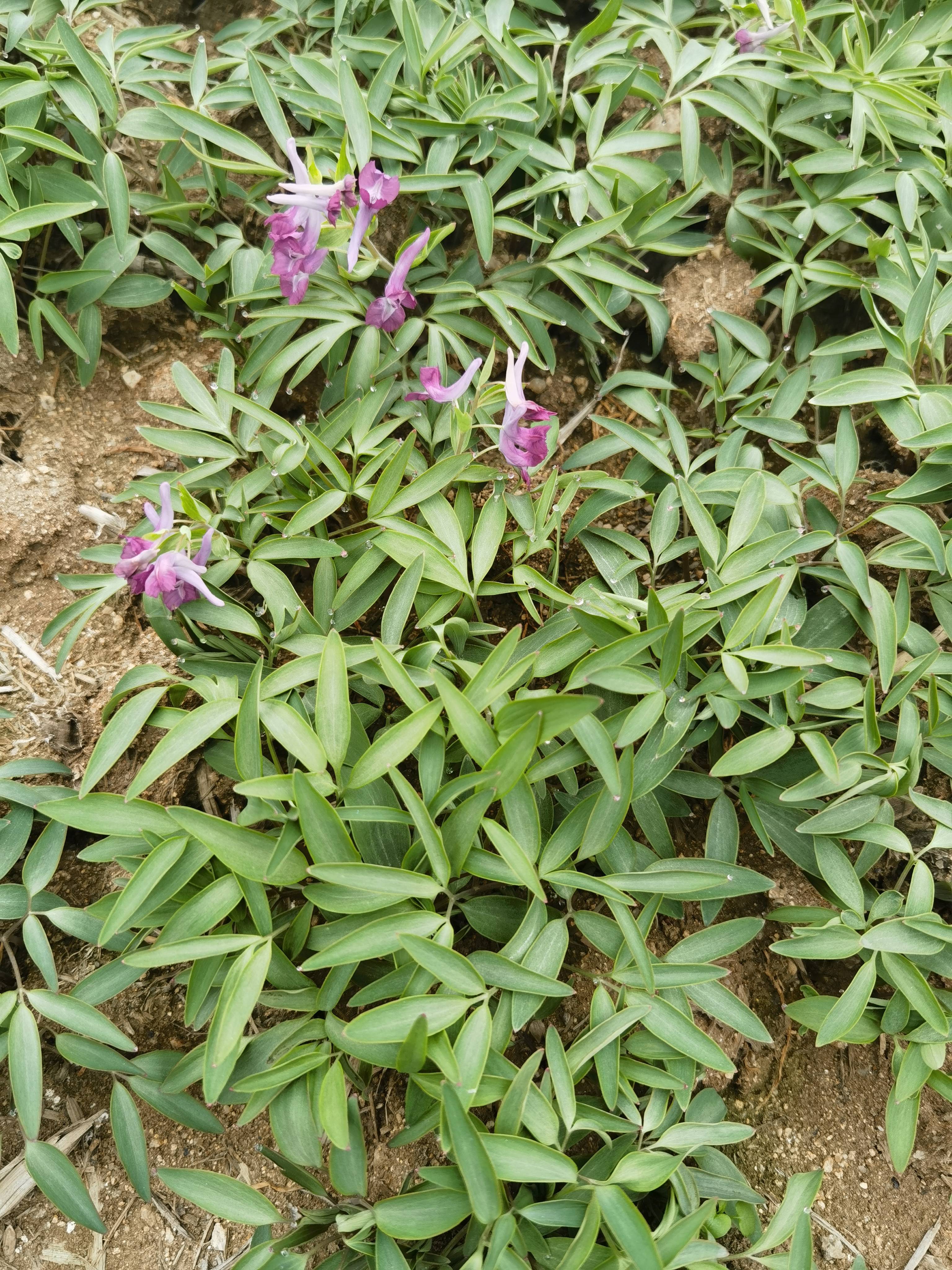 南阳仲景百信医药科技有限公司实地考察,城固元胡