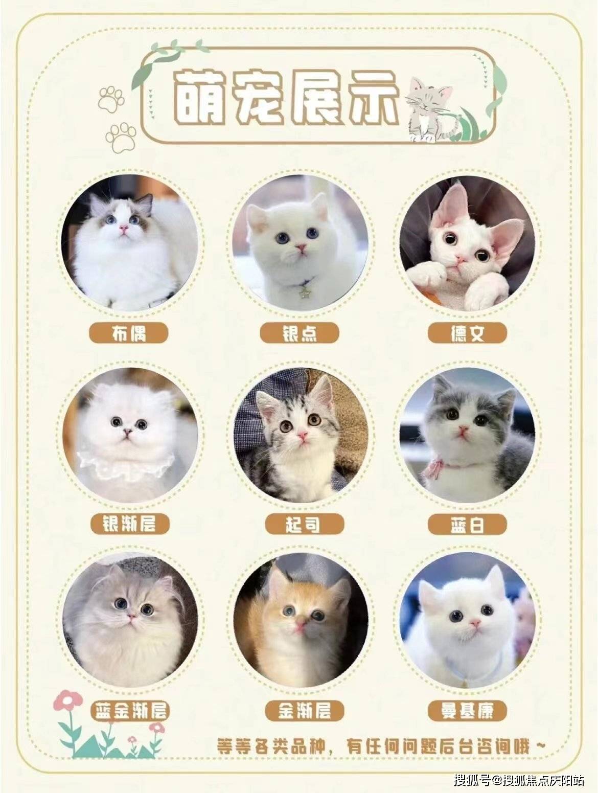 布偶猫图片及价格图片