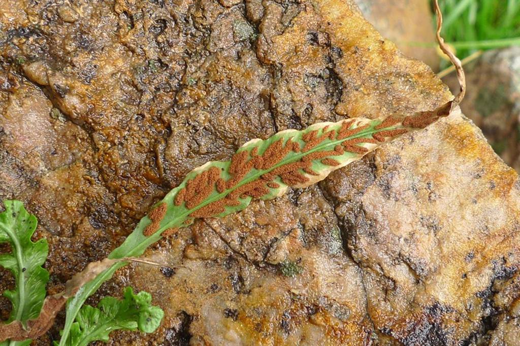 我见到的山东本土野生植物(七)_主治_中草药_汇编